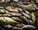  Депутат астраханского сельсовета пошел под суд за покупку и перепродажу браконьерской рыбы