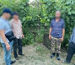 Астраханцы на своём участке возле дома выращивали коноплю