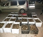 Астраханские полицейские нашли в багажнике иномарки 350 килограммов живых раков