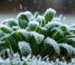 В Астраханской области опять возможны заморозки