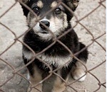 Астраханская мэрия планирует построить приют для бездомных животных