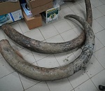 В Астраханской области на дне водоема обнаружили останки  мамонта