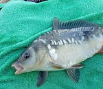 Астраханец проверил легенду о необычных рыбах на набережной. Не прогадал