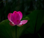 Записки астраханского натуралиста. Откуда взялась «каспийская роза»