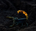 Записки астраханского натуралиста. Опасны ли астраханские скорпионы?