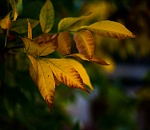 Записки астраханского натуралиста. Ясень и клен. Зеленые интервенты