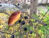 Завтра в Астраханской области до 0°