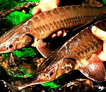 В Астраханской области Россельхознадзор выявил 1,5 тонны осетра с сомнительными ветеринарными документами