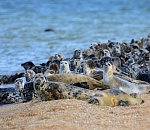 Записки астраханского натуралиста. Таинственный остров на Каспии
