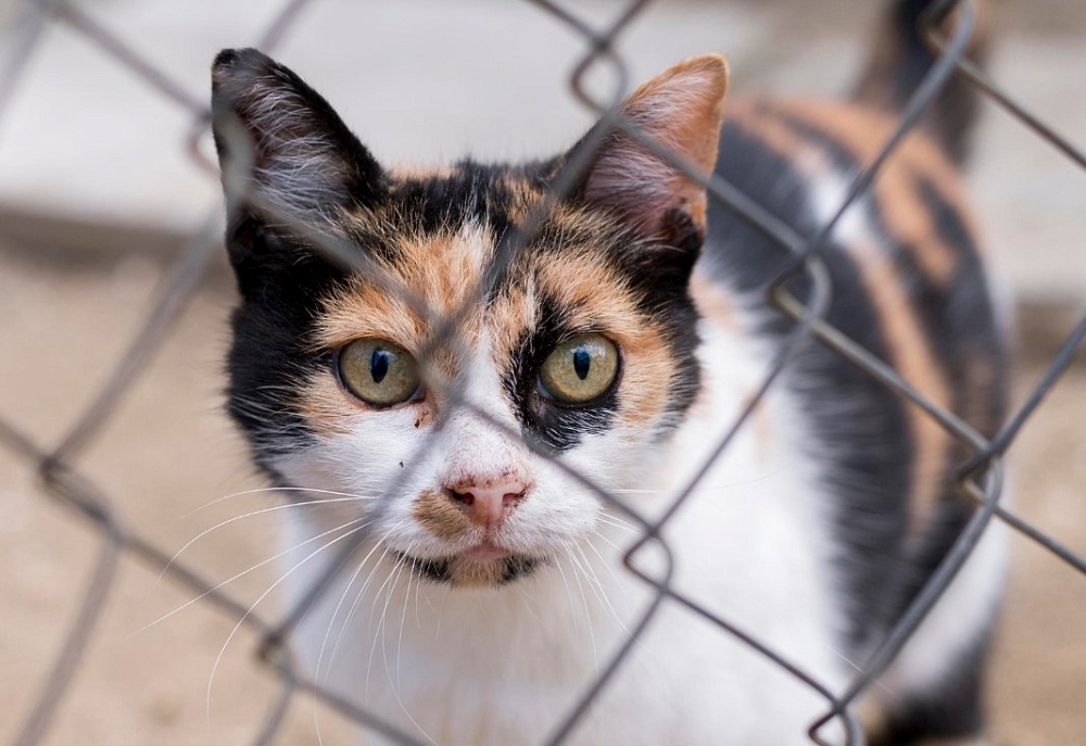 Очаг бешенства выявлен на севере Астраханской области