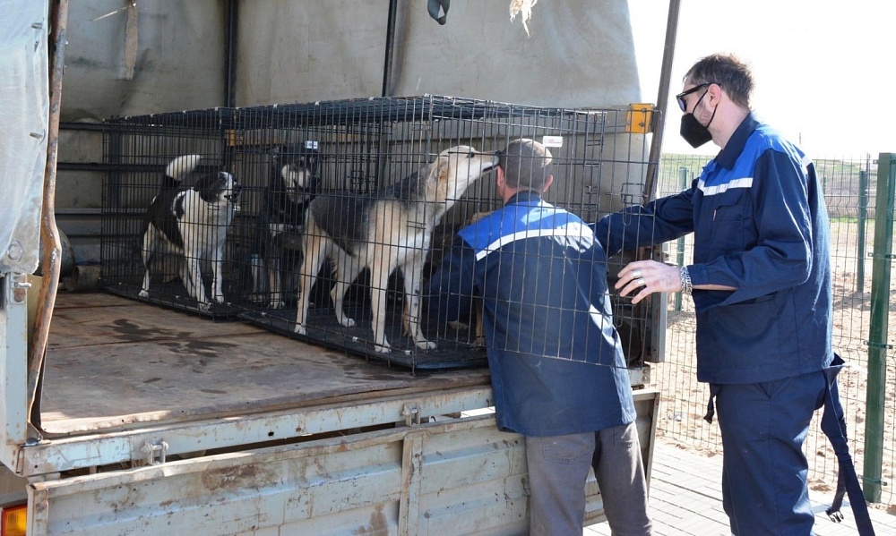 Биркованных собак в Астрахани отлавливать нельзя, но можно