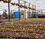 В Астрахани из древесных опилок производится топливо