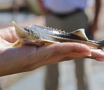 В субботу астраханцы отметят День рыбака на Трусово