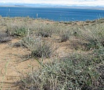 Неизвестные науке виды растений открыли астраханские ученые