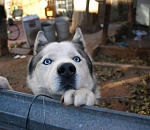 У астраханца за долги забрали забор