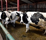 В Астрахань везут больных опасной инфекцией тюменских коров