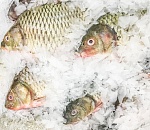 Астраханскую рыбу отправили на экспорт в Литву  