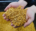 Глава семеноводческого предприятия в Астрахани Артём Соколов: Санкции работают на нас 