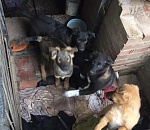 Астраханец обнаружил незаконный собачий приют в центре города