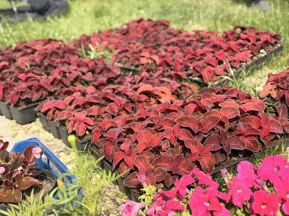 Полторы тысячи цветов украсили Астрахань за один день