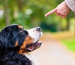 Астраханских чиновников заставят считать собак