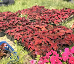 Полторы тысячи цветов украсили Астрахань за один день