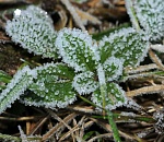 Завтра в Астраханской области ожидаются заморозки