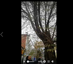 В центре Астрахани по дереву скачет белка