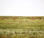 Астраханских сайгаков покажет телекомпания ВВС