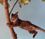 В субботу астраханцам обещают сильный ветер