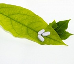 Японцы строят завод в Астраханской области