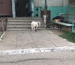 Видео дня: дорогу астраханскому козлу Вове