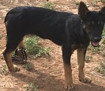 Астраханцы умоляют помочь щенку, угодившему в капкан