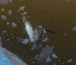 В Астрахани на Волге вверх брюхом всплыла стерлядь