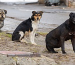 В Астрахани на ребенка напали собаки