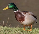 В Астраханской области охотник пристрелил окольцованную утку из Бельгии