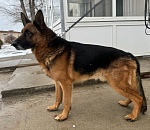 Астраханская полиция ищет семью для своего младшего коллеги 