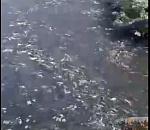 Тьма рыбы в Астраханской области попала на видео