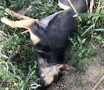 Во дворах Астрахани отстреливают собак