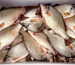 На астраханском предприятии рыбу обработали запрещенным препаратом