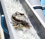 400 осетрят отправились в большое плаванье по Волге в Астрахани