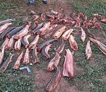 У трех астраханских браконьеров из лодки достали полтонны осетровых 