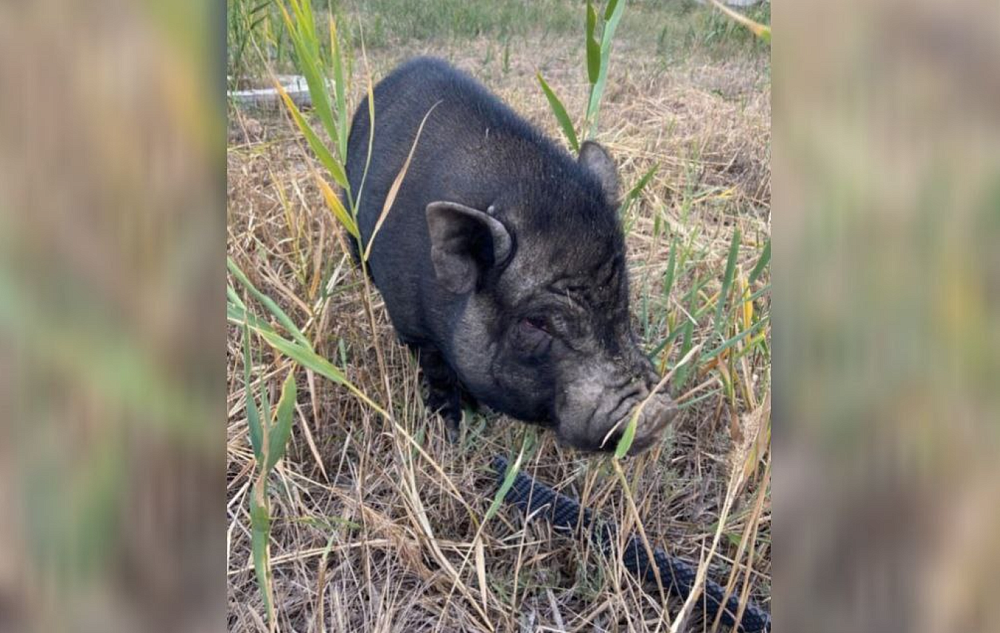 Бездомная хрюшка из Астрахани нашла приют в Волгограде