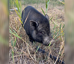 Бездомная хрюшка из Астрахани нашла приют в Волгограде