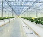 Первые 15 тонн томатов собрали в теплице пятого поколения в Астраханской области