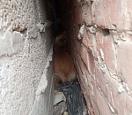 В Астрахани собака неделю пыталась выбраться из коварной ловушки (ВИДЕО спасения)