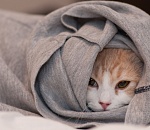 Астраханский декабрь вспомнил, что он зима