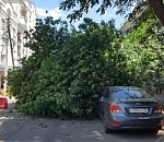 ЧП в центре Астрахани. Огромное дерево упало на несколько машин 