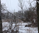 Паника, что Тополиная роща станет пустырем, оказалась преждевременной