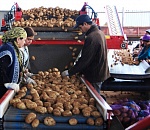 В этом году астраханских аграриев поддержит облбюджет, в следующем - федеральный проект